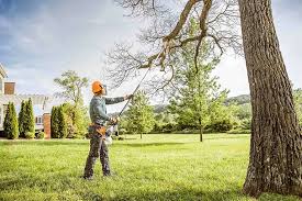 Best Palm Tree Trimming  in Whiteland, IN