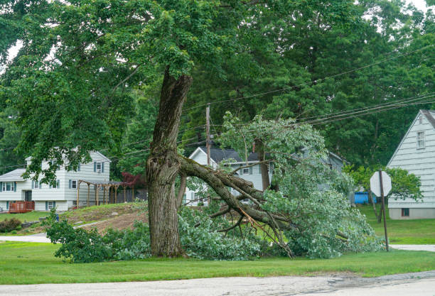 Best Tree Trimming and Pruning  in Whiteland, IN